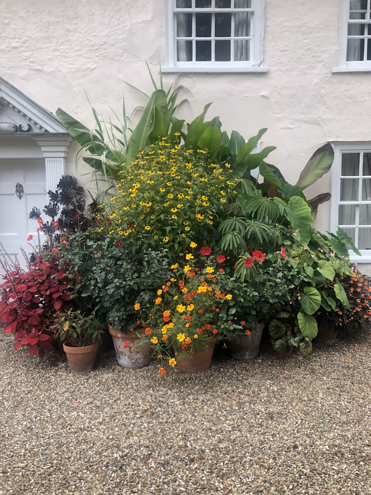 How to Choose Summer Bedding Plants for Your Pots