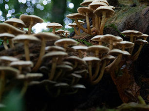 ديانة في كيبيك تطلب موافقة وزارة الصحة الكندية لاستخدام الفطر السحري في الطقوس الدينية