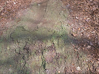 Woods 3 Greensand.jpg