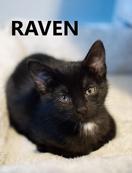 Raven.jpg