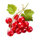 Fresh redcurrants -1.png