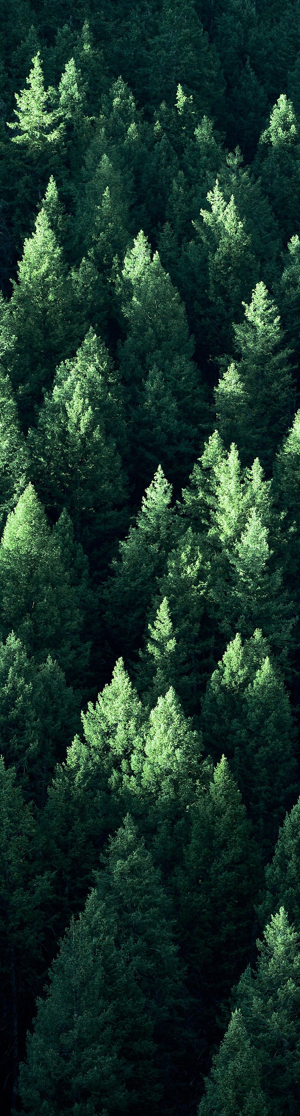 Forest in Wilderness Pine Trees_edited.jpg