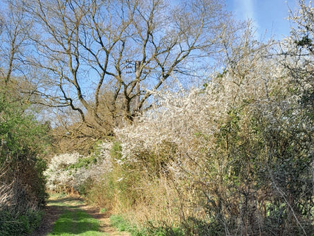 Ancient woodlands, Acupuncture and my first attempt at thrown pots
