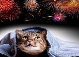 Cats and Firework Season