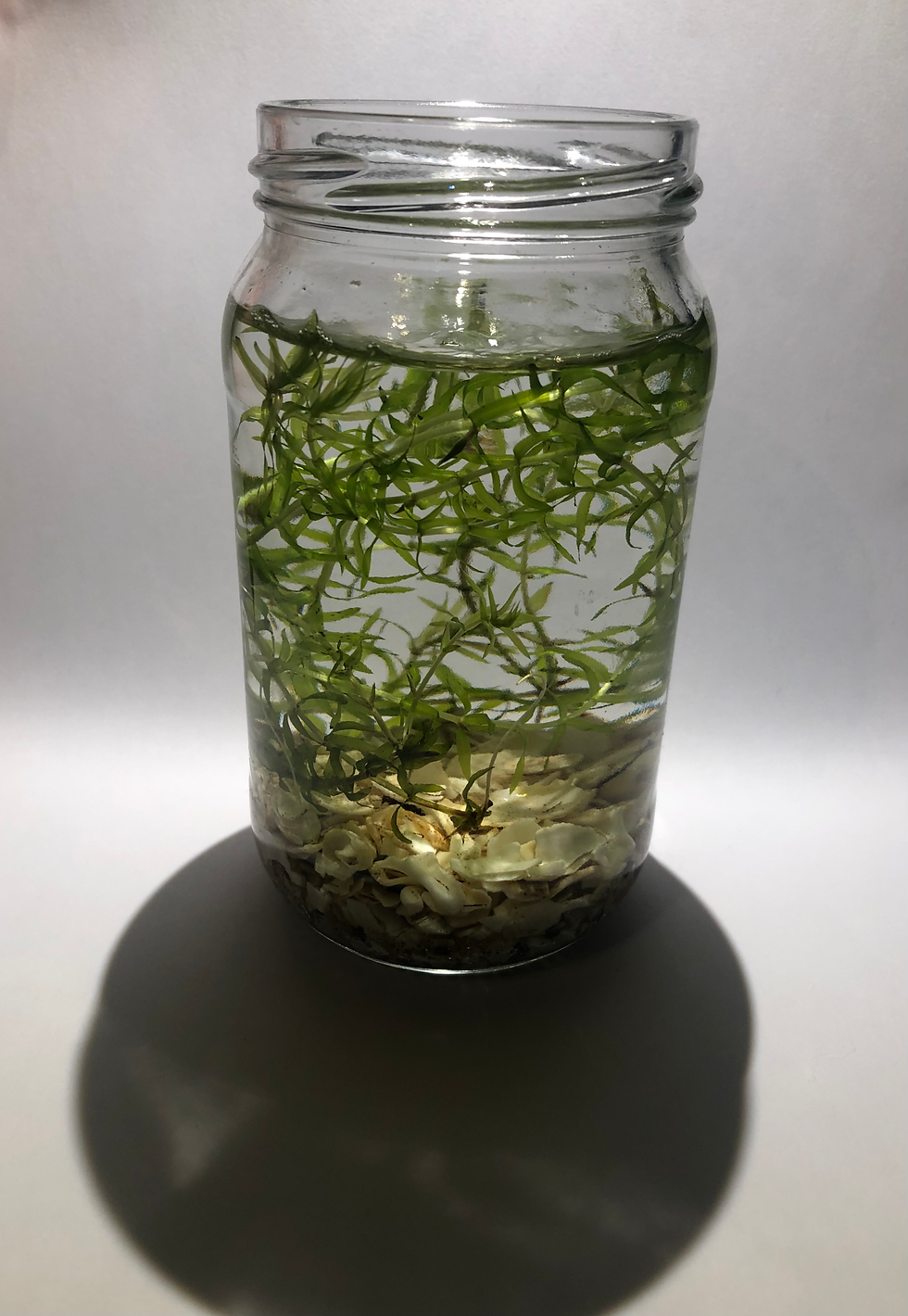 Thumbnail: Underwater bottle terrarium 