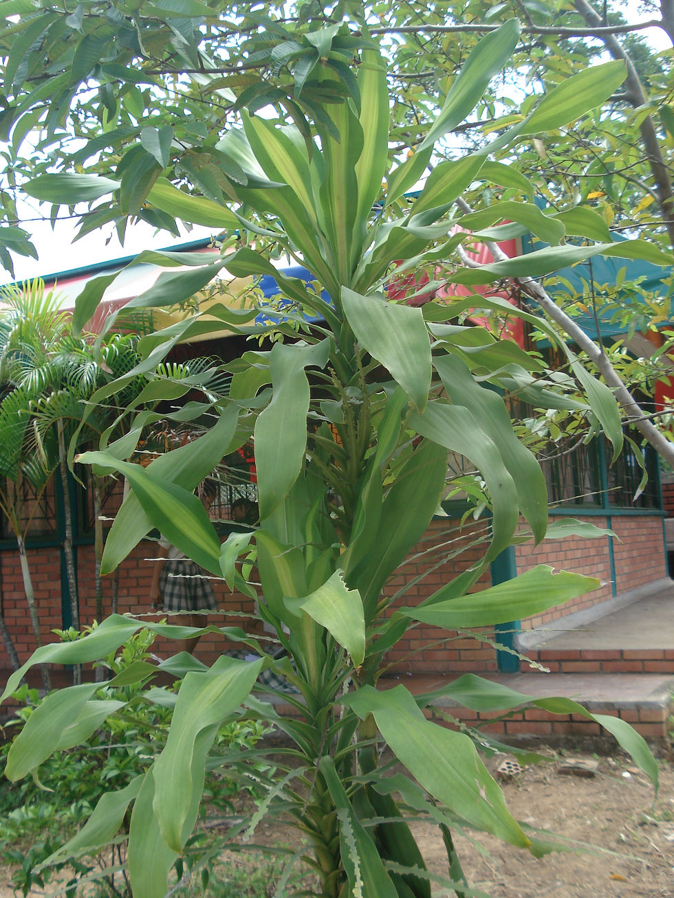 DSC00884.JPG