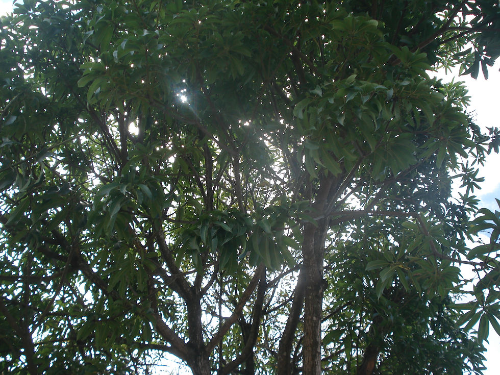DSC00890.JPG