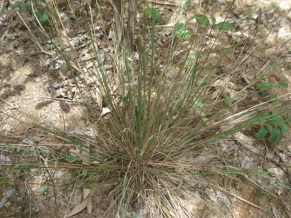 DSC00852.JPG