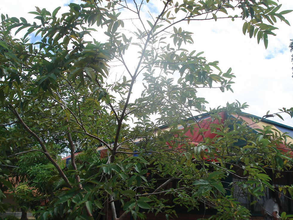 DSC00885.JPG