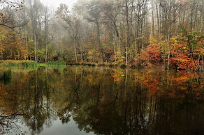 Woodlands