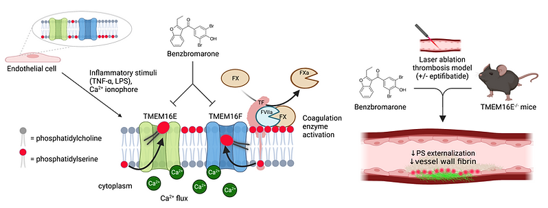 Graphical abstract_Schmaier et al.png