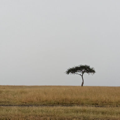 An acacia tree in the Masai Mara