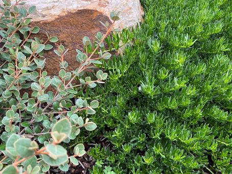 Best front verge garden ideas: How to activate sustainably