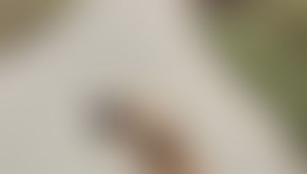 Take a break. Meet a cow