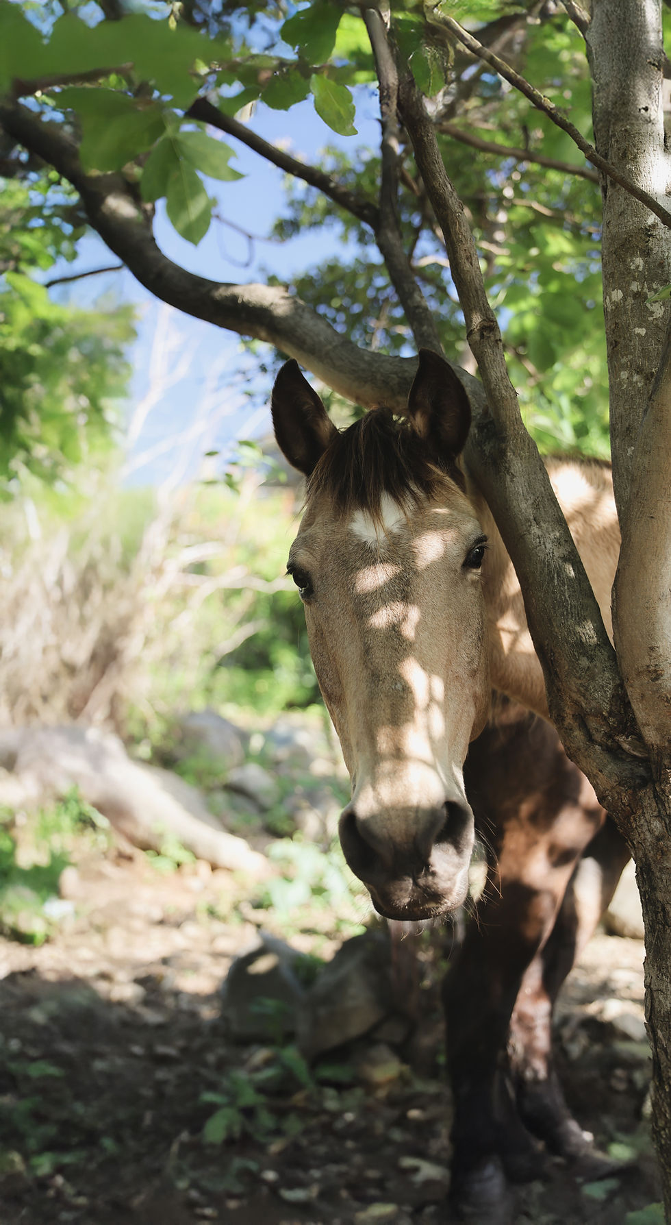 ebony seaside ranch sxm