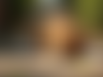 How Climate Change Impacts the Health and Wellbeing of Pets