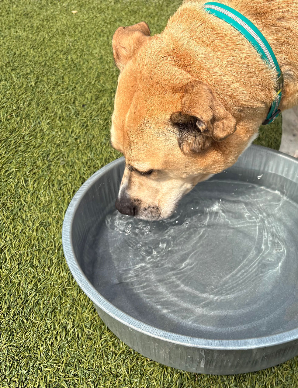 Close-up view of a dog resting in a shaded area