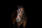 horse_parallax-5651882f583f3cd836a471ac97362bd44e7452b33d7d7c1c12d8342c51ae3e27.jpg