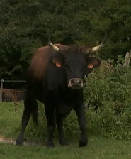 vache 2.png