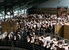 vache usine.png
