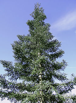 Abies_procera_glauca.jpg