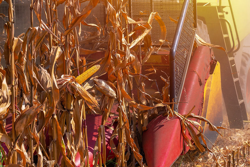 corn-crop-harvest-CB2AFZ4.jpg