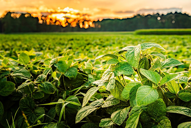 rural-landscape-with-fresh-green-soy-fie