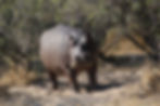 Hippo Hunting in Namibia