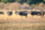 Buffalo Hunting in Namibia