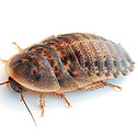 cucaracha-argentina.jpg
