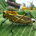 insects-1006592_1920-1024x768.jpg