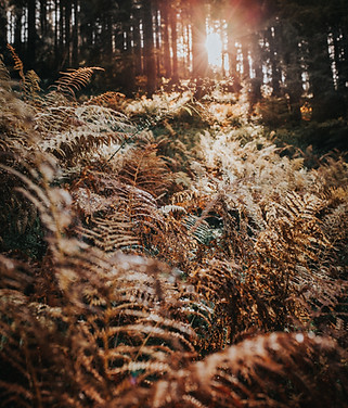 woods.jpg