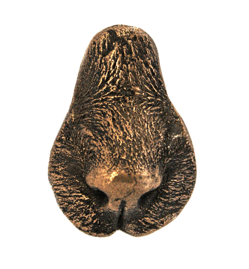 Cat’s Nose in Polished Bronze
