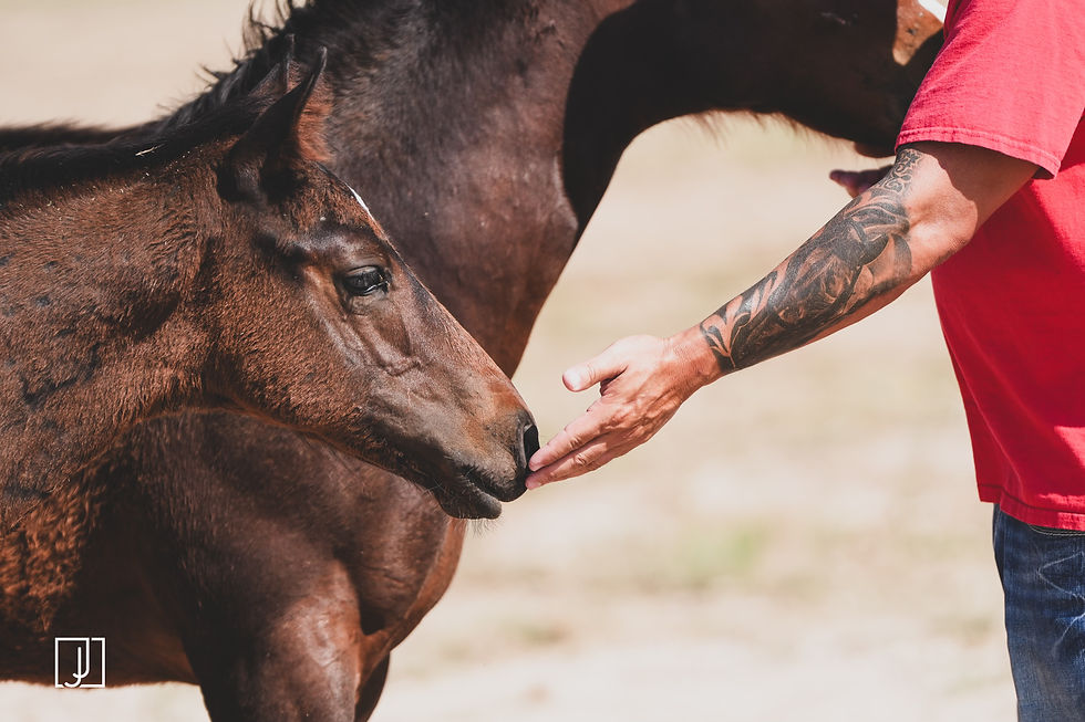 Foaling Season 