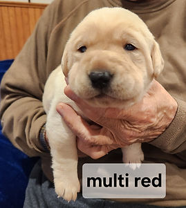PJSMulti-Red.JPG