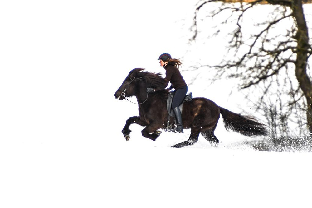 Islandpferde Training im Winter