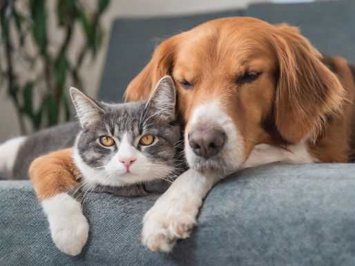 Decoding Pet Behavior: A Comprehensive Guide to Understanding Your Furry Friends