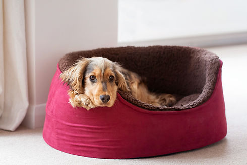Pet bed.jpeg