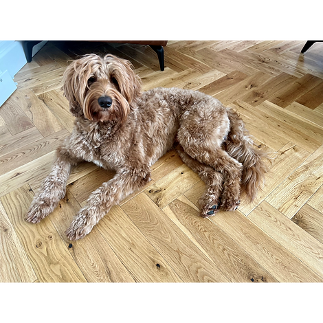 Australian labradoodle puppy