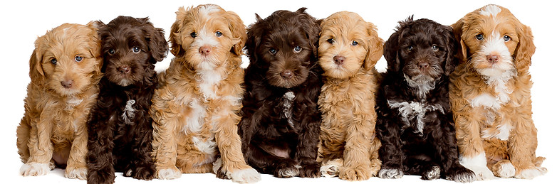 australian labradoodle puppies for sale