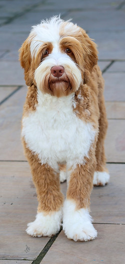 australian labradoodle puppies