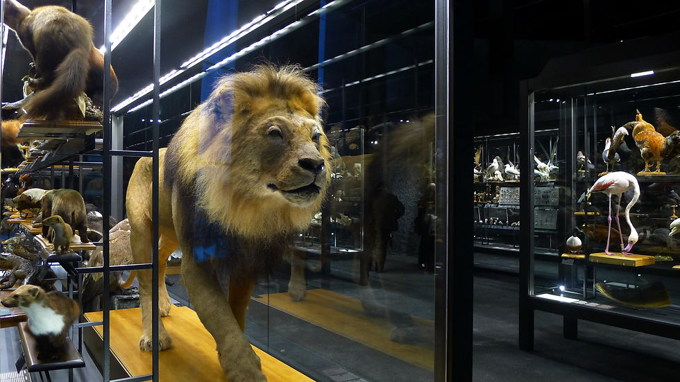 Natural Science Museum Barcelona