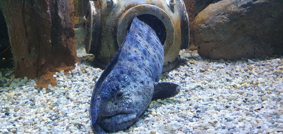 Blackpool Sealife Centre