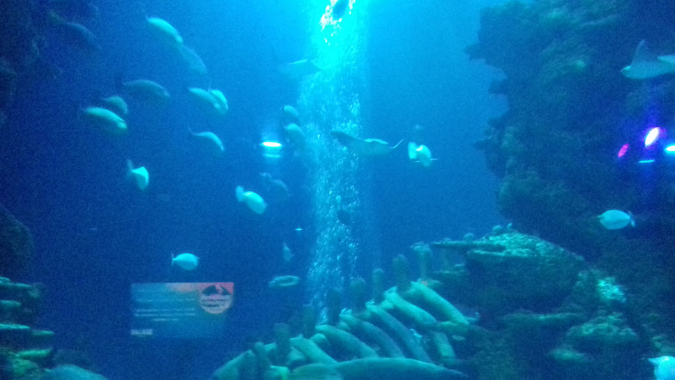 London Sealife Centre