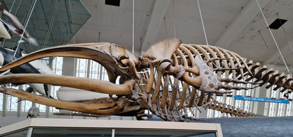 Natural History Museum