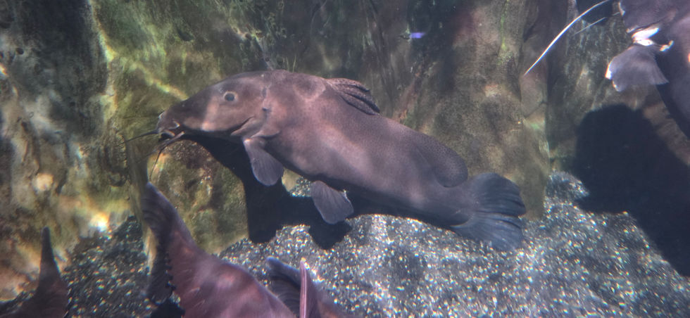 London Sealife Centre