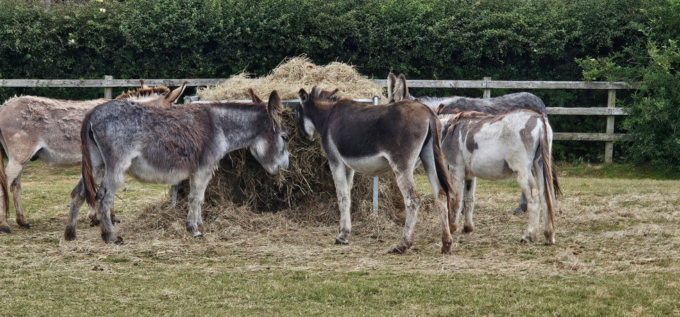 Isle of Wight Donkey Sanctuary