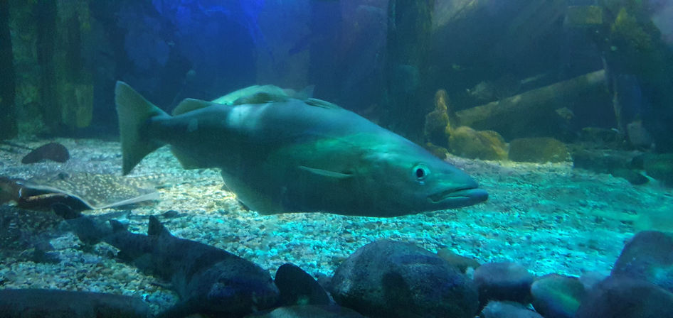Blackpool Sealife Centre