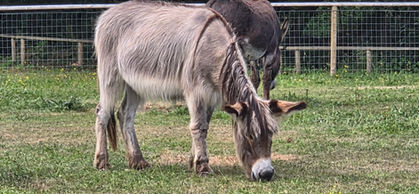 Isle of Wight Donkey Sanctuary
