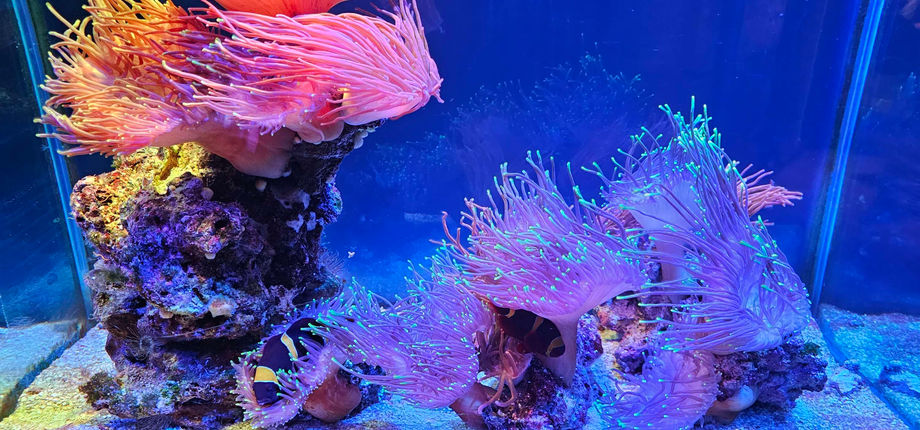 Birmingham Sealife Centre